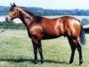 stallion Midyan xx (Thoroughbred, 1984, from Miswaki xx)