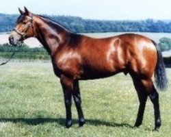 stallion Midyan xx (Thoroughbred, 1984, from Miswaki xx)