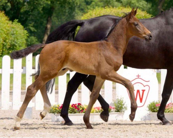 dressage horse Jupito (Westphalian, 2021, from Janeiro Platinum)