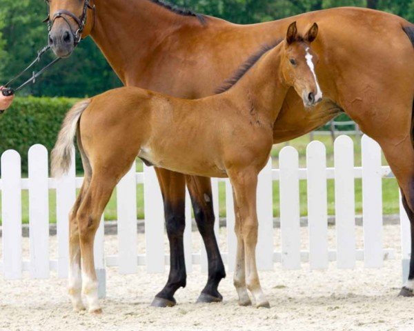 Springpferd Skina Gold (Westfale, 2021, von Solid Gold Z)