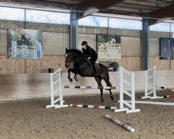 jumper Stand by Me 19 (German Sport Horse, 2017, from Shalom D'Altenbach)