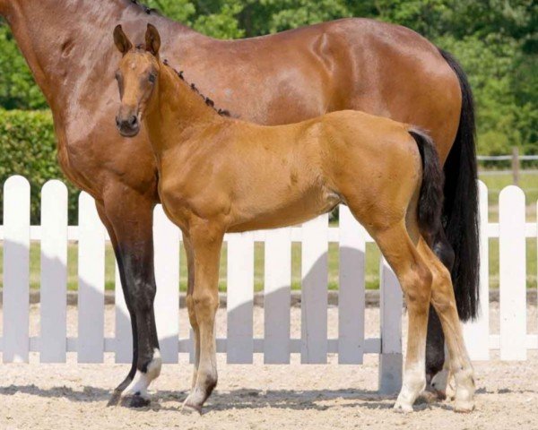 dressage horse Dynamic Girl (Westphalian, 2021, from Dynamic Dream)