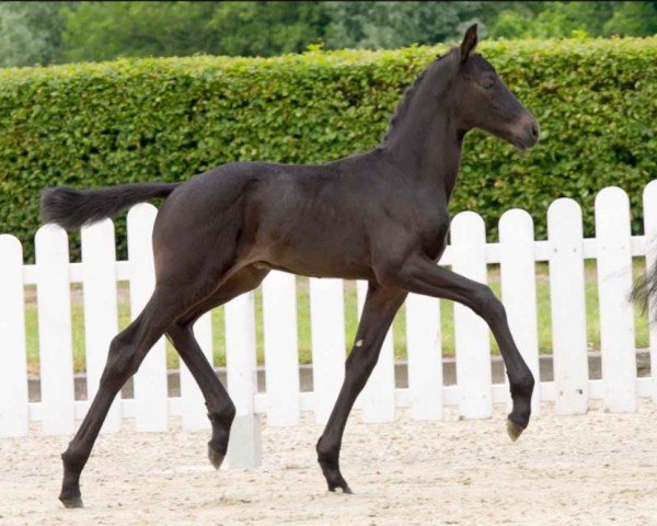 dressage horse Mr. Ed (Westphalian, 2021, from E.H. Millennium)