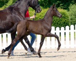 dressage horse Louisiana (Westphalian, 2021, from Lord Europe)