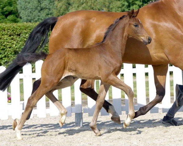 dressage horse Felicity B (Westphalian, 2021, from Fürst Samarant)