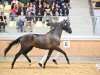 dressage horse Waleska 8 (Austrian Warmblood, 2019, from Bernay)