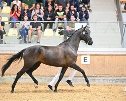 dressage horse Waleska 8 (Austrian Warmblood, 2019, from Bernay)