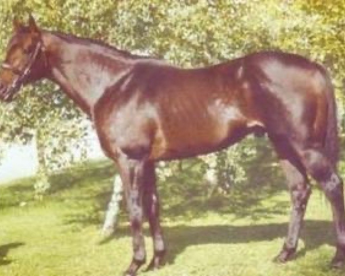 stallion Astronef xx (Thoroughbred, 1984, from Be My Guest xx)