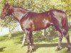 stallion Astronef xx (Thoroughbred, 1984, from Be My Guest xx)
