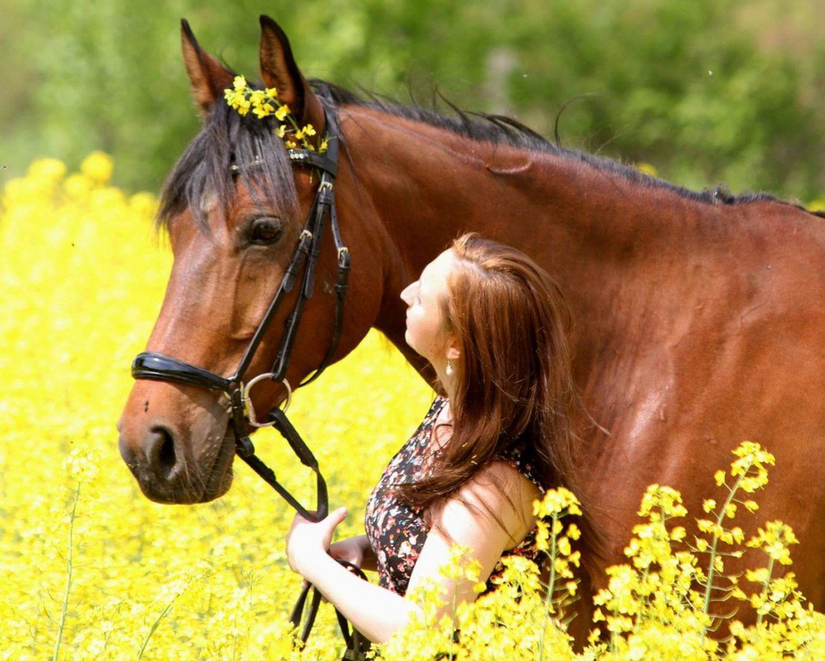 horse D'accord Zaijadaz (German Sport Horse, 2005, from Zahib ox)