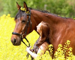 horse D'accord Zaijadaz (German Sport Horse, 2005, from Zahib ox)