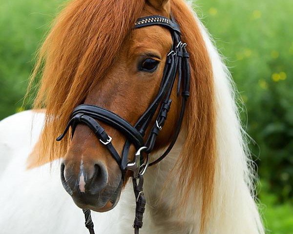 Deckhengst Domingo v.d. Geest (Shetland Pony,  )