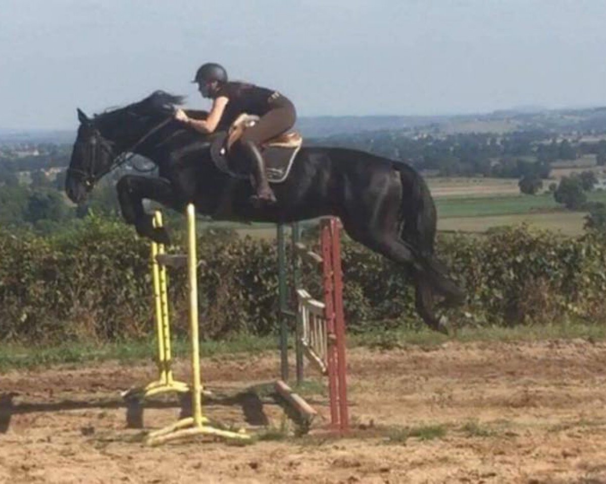 stallion Nick Delaunay (Selle Français, 2001, from Grenat de Grez)