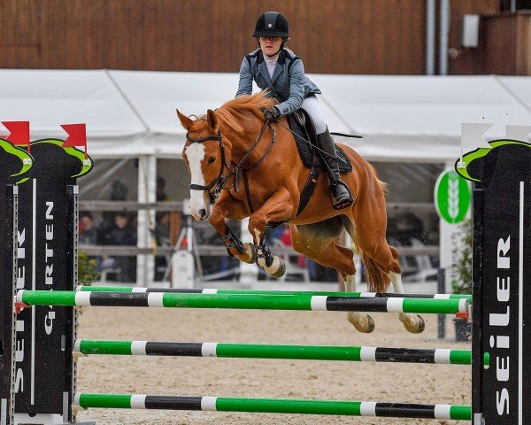 jumper Sp Opera CH (Swiss Warmblood, 2016, from Orphee de Nantuel Hn)