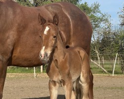 foal by Grazia della Fortuna KFA (German Sport Horse, 2024, from Casskeni II)