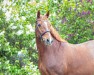 broodmare Guana 14 (German Sport Horse, 2010, from L'Ami)