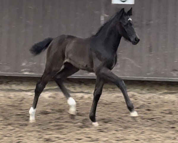 foal by Cafe's Cordiana (Oldenburg, 2024, from Cafe Au Lait)
