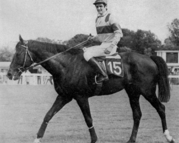 stallion Pot d'Or xx (Thoroughbred, 1966, from Buisson d'Or xx)