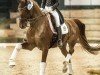 dressage horse Beautiful Soul (Hanoverian, 2012, from Belissimo NRW)