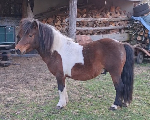 Pferd Charliemay Bonfire Knight (Shetland Pony, 2020, von Sevenordale Basil)