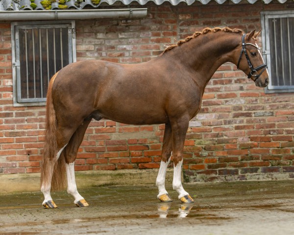stallion Dayton 28 (German Riding Pony, 2018, from Davenport II)