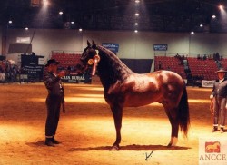 stallion Favorito XXX (Pura Raza Espanola (PRE), 1985, from Poseido V)