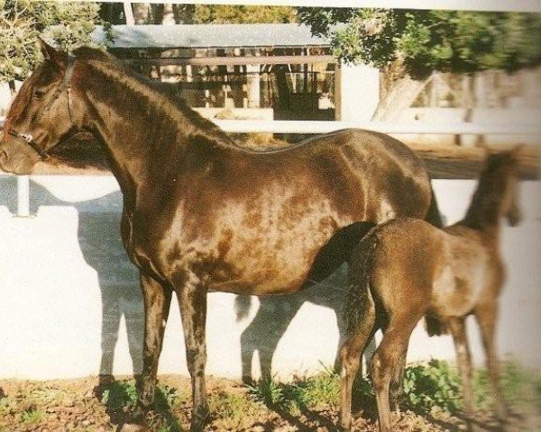 Zuchtstute Beata 1982 (Pura Raza Espanola (PRE), 1982, von Lenguaje)