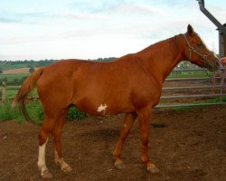 broodmare Cocagne des Pins (Selle Français, 1990, from Narcos II)