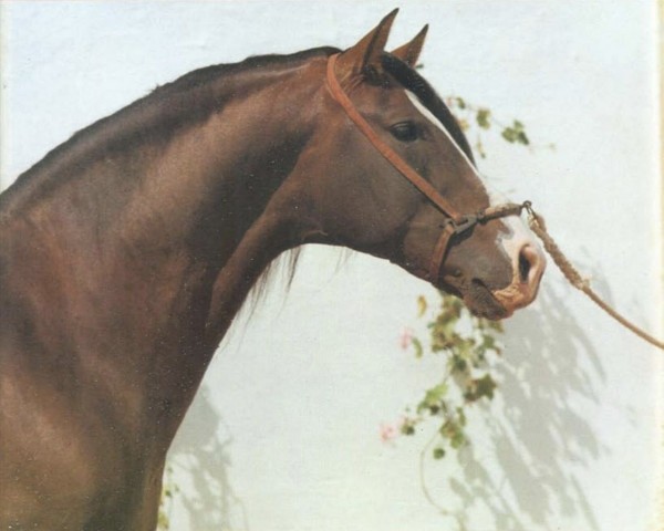 stallion Poseido V (Pura Raza Espanola (PRE), 1973, from Nevado III)