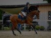 jumper Vernon Go (Trakehner, 2005)