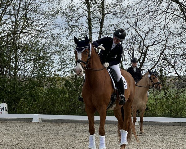 dressage horse Secret's Fox Dancer (Hanoverian, 2019, from Secret)