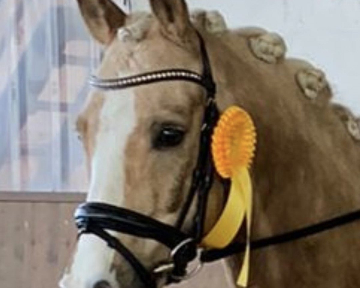 dressage horse Dubs-Star (German Riding Pony, 2016, from Dating AT NRW)