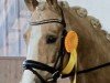 dressage horse Dubs-Star (German Riding Pony, 2016, from Dating At NRW)