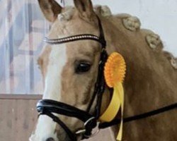 dressage horse Dubs-Star (German Riding Pony, 2016, from Dating AT NRW)