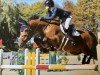 broodmare Elaine (KWPN (Royal Dutch Sporthorse), 2009, from Numero Uno)