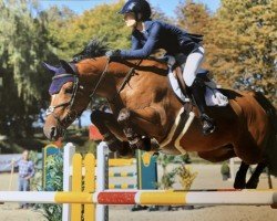 Zuchtstute Elaine (KWPN (Niederländisches Warmblut), 2009, von Numero Uno)