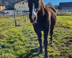 horse Romeo (KWPN (Royal Dutch Sporthorse), 1997, from Droomwals)