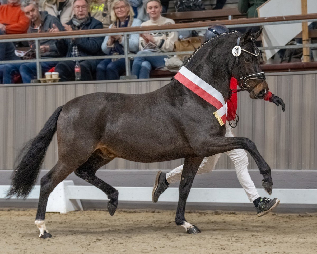stallion Der Zauberlehrling (German Riding Pony, 2021, from FS Next Diamond)