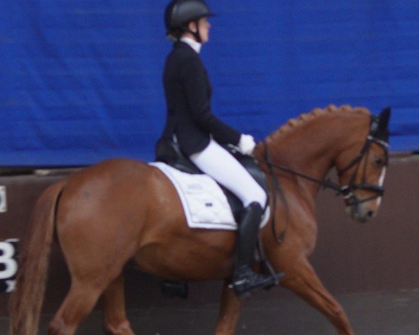 Dressurpferd Deep Dancing Diamond (Deutsches Reitpony, 2020, von FS Don Juan de Luxe)