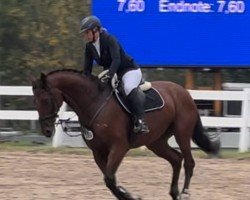 jumper Vino Valentino (Hanoverian, 2011, from Victorio 5)