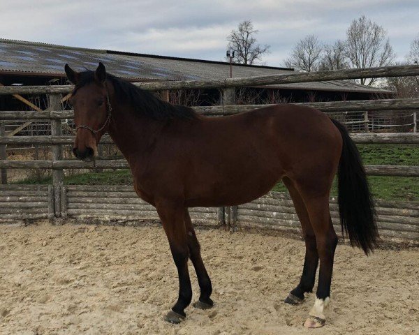 jumper Imeji de Fondcombe Z (Zangersheide riding horse, 2017, from I'm Special de Muze)