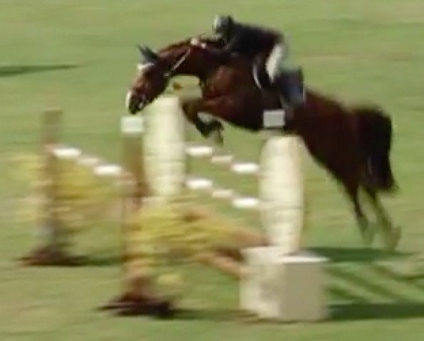 stallion Saphir du Pre A Vivier (Selle Français, 2002, from Cesar des Fontenis)