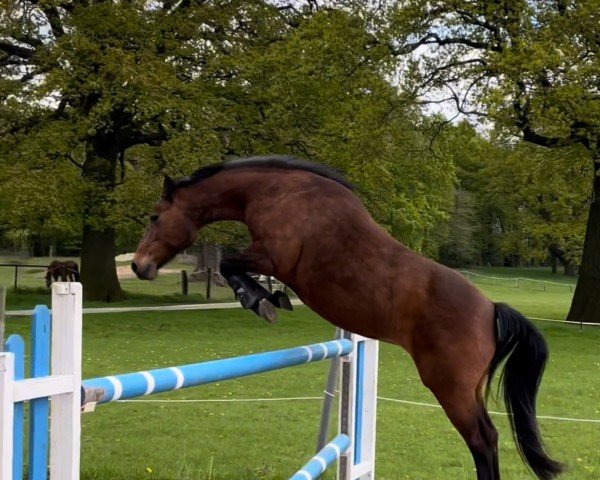broodmare Zorro (KWPN (Royal Dutch Sporthorse), 2006, from Zodiak)