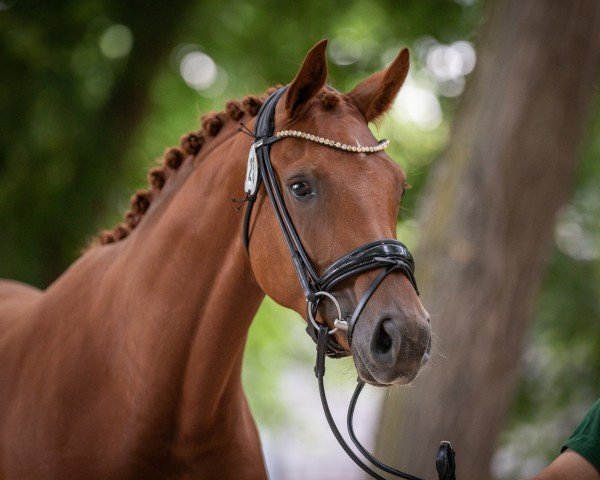 dressage horse Fashion Fee (Hanoverian, 2020, from Fashion In Black NRW)