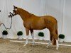 jumper Alle Farben (Trakehner, 2021, from Tecumseh)