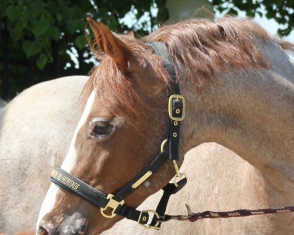 broodmare Viennetta (German Riding Pony, 2014, from Churchill)