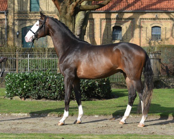 dressage horse Herzensbunt (Trakehner, 2021, from Ganderas)