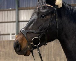 jumper Dary Deluxe (German Riding Pony, 2018, from Dance Star AT)