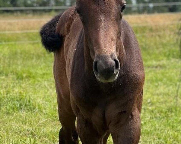 Pferd Lillyfee (Oldenburger Springpferd, 2022, von Colman)