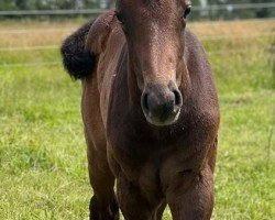 Pferd Lillyfee (Oldenburger Springpferd, 2022, von Colman)